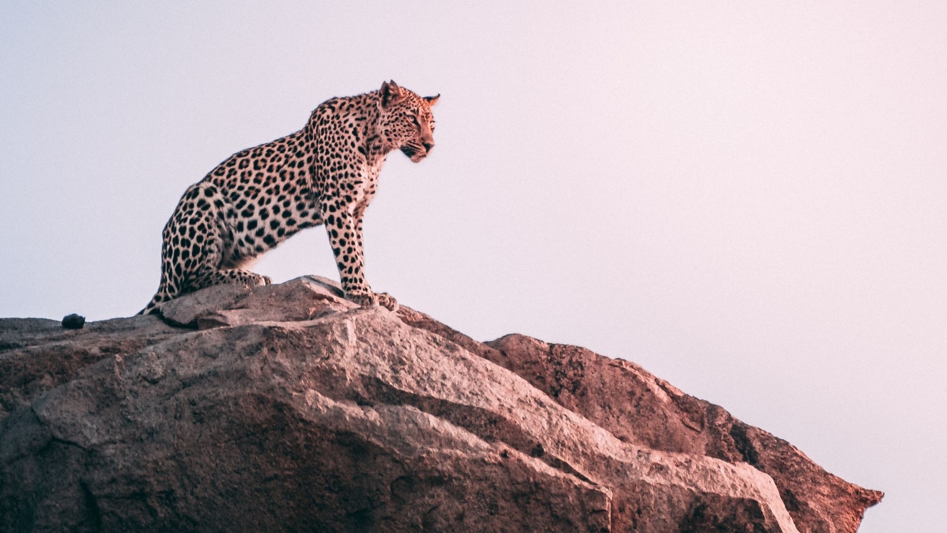 jawai dam stay. leopard safari & birds photography