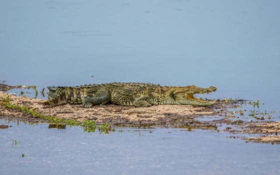 Jawai Dam Crocodile