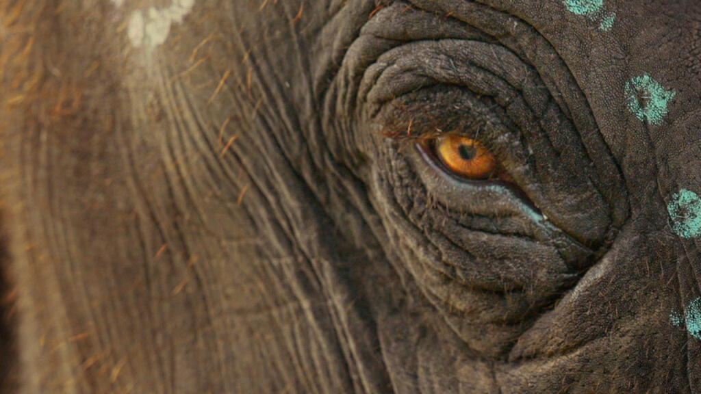 #1 The Elephant Whisperers Wins Oscars for Best Short Film 3 The Elephant Whisperers
